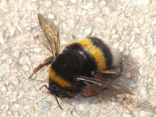 Réf. 300 582 : Bombus terrestris lusitanicus
